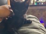 Black wedge head Siamese - Siamese Kitten For Sale - Gastonville&comma; PA&comma; US