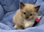Seal Mink Mitted 2 - Ragdoll Kitten For Sale - 