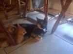Tabby Boys - Abyssinian Kitten For Sale - Albuquerque&comma; NM&comma; US