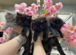 Diamond Dollz Toffee - Persian Kitten For Sale - Goodyear&comma; AZ&comma; US