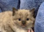 Seal Mink Mitted 3 - Ragdoll Kitten For Sale - 