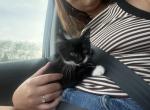 Pepper - Domestic Kitten For Sale - Annapolis&comma; MD&comma; US