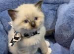 Seal Point Mitted 1 - Ragdoll Kitten For Sale - 