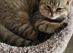 Tiger - British Shorthair Kitten For Sale - 