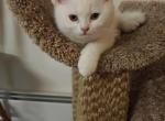 Sunny - British Shorthair Kitten For Sale - Jersey City&comma; NJ&comma; US