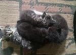 GG - Maine Coon Kitten For Sale - Barnet Center&comma; VT&comma; US