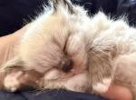 Baby male - Ragdoll Kitten For Sale - Syracuse&comma; NY&comma; US