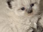 Baby male2 - Ragdoll Kitten For Sale - 