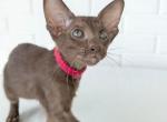 Oriental Shorthair female red collar - Oriental Kitten For Sale - Hollywood&comma; FL&comma; US