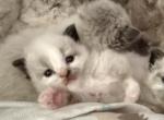 Baby female - Ragdoll Kitten For Sale - 