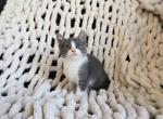 Benny - Domestic Kitten For Sale - Ellington&comma; CT&comma; US