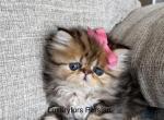 Gold - Persian Kitten For Sale - Fort Worth&comma; TX&comma; US