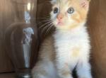 Leo - Scottish Fold Kitten For Sale - Clackamas&comma; OR&comma; US