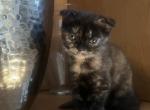 Barbie - Scottish Fold Kitten For Sale - Clackamas&comma; OR&comma; US