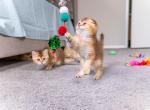 Archie - Scottish Fold Kitten For Sale - Bensalem&comma; PA&comma; US