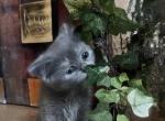 Stella - Scottish Straight Kitten For Sale - 