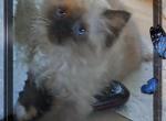 No name 27 - Ragdoll Kitten For Sale - Niles&comma; OH&comma; US