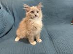 Belle - Ragdoll Kitten For Sale - Ozark&comma; MO&comma; US