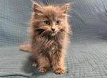 Indie - Ragdoll Kitten For Sale - Ozark&comma; MO&comma; US