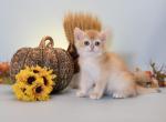 Nepo - British Shorthair Kitten For Sale - Ashburn&comma; VA&comma; US