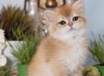 Nitro - British Shorthair Kitten For Sale - Ashburn&comma; VA&comma; US