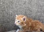 Girl Siberian Purebred Red Tabby with White - Siberian Kitten For Sale - Old Bridge&comma; NJ&comma; US