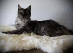 Chentia - Maine Coon Cat For Sale - McArthur&comma; CA&comma; US