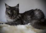 Chentia - Maine Coon Cat For Sale - 