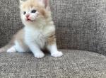Girl Siberian Purebred Cream with White - Siberian Kitten For Sale - 