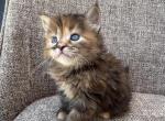Girl Siberian Purebred Black Brown Torbie - Siberian Kitten For Sale