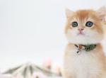 Tarzan - British Shorthair Kitten For Sale - Ashburn&comma; VA&comma; US