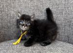 Boy Siberian Purebred Black Tabby - Siberian Kitten For Sale - 
