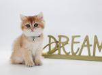 Torch - British Shorthair Kitten For Sale - Ashburn&comma; VA&comma; US
