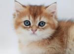 Tony - British Shorthair Kitten For Sale - Ashburn&comma; VA&comma; US