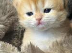 Hazel brittish short hair long hair Persian - British Shorthair Kitten For Sale - Canoga Park&comma; CA&comma; US