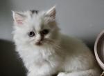 Ivy - Minuet Kitten For Sale - Capon Bridge&comma; WV&comma; US