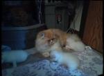 fazkats - Persian Kitten For Sale - Beavercreek&comma; OH&comma; US