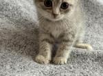 Kitty A - Scottish Straight Kitten For Sale - Rio Linda&comma; CA&comma; US