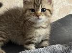 Kitty B - Scottish Fold Kitten For Sale - Rio Linda&comma; CA&comma; US