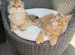 Orange Polydactyl Maine Coon - Maine Coon Kitten For Sale - Reisterstown&comma; MD&comma; US