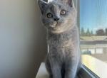 Simba - Scottish Straight Kitten For Sale - Sandy&comma; OR&comma; US