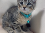 3 kittens - American Longhair Kitten For Sale - Dearborn Heights&comma; MI&comma; US