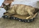 Siamese litter - Siamese Kitten For Sale - Flint&comma; MI&comma; US
