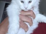 Zeus - Maine Coon Kitten For Sale - Las Vegas&comma; NV&comma; US