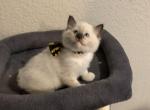 Seal Point Mitted  2 - Ragdoll Kitten For Sale - Amarillo&comma; TX&comma; US