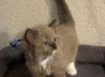 Seal Mink Mitted 4 - Ragdoll Kitten For Sale - Amarillo&comma; TX&comma; US