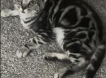 Galaxy - Savannah Kitten For Sale - Springfield&comma; IL&comma; US