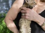 F 5  Savannah's - Savannah Kitten For Sale - 