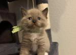 Seal Mink Mitted 5 - Ragdoll Kitten For Sale - Amarillo&comma; TX&comma; US