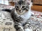 Cloud - Maine Coon Kitten For Sale - GA&comma; US